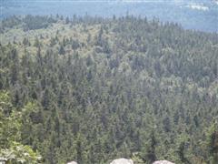 Blick �ber Mischwald